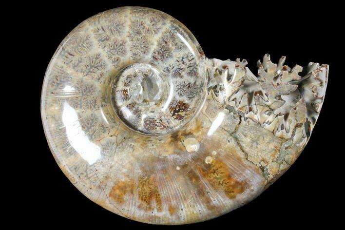 Polished, Agatized Ammonite (Argonauticeras?) - Madagascar #133237